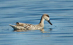 Marbled Duck