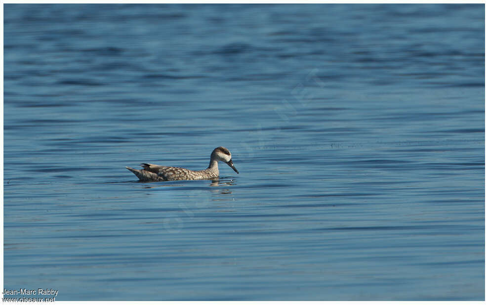 Marbled Duck male adult, habitat, fishing/hunting