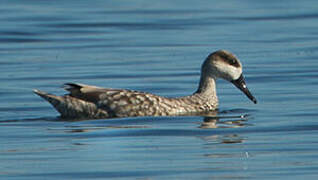 Marbled Duck