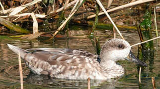 Marbled Duck