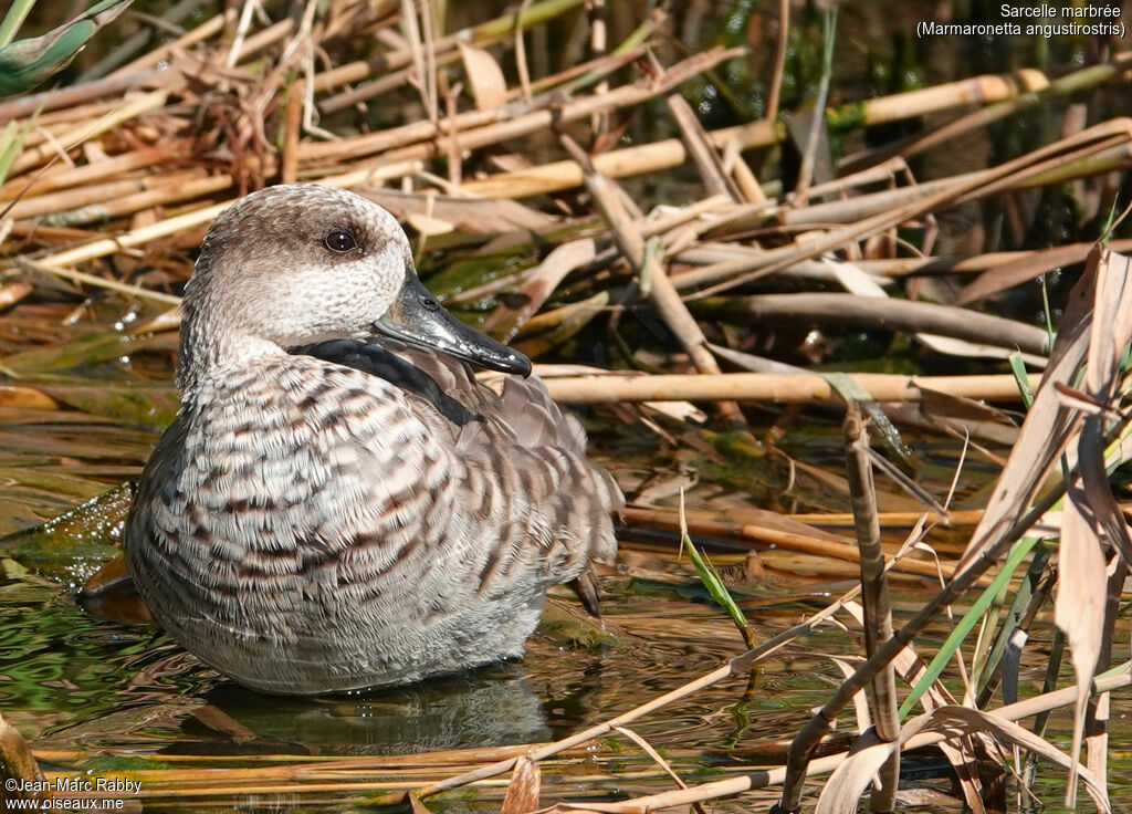 Marbled Duck