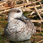 Marbled Duck