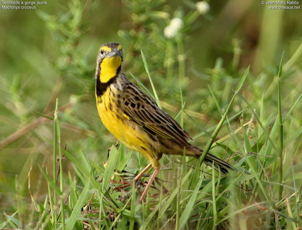 Yellow-throated Longclaw