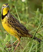 Yellow-throated Longclaw