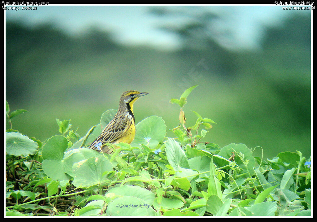 Sentinelle à gorge jaune, identification