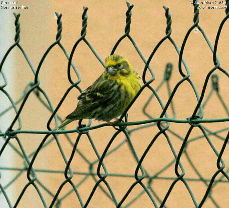 Serin cini, identification