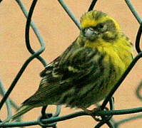 European Serin