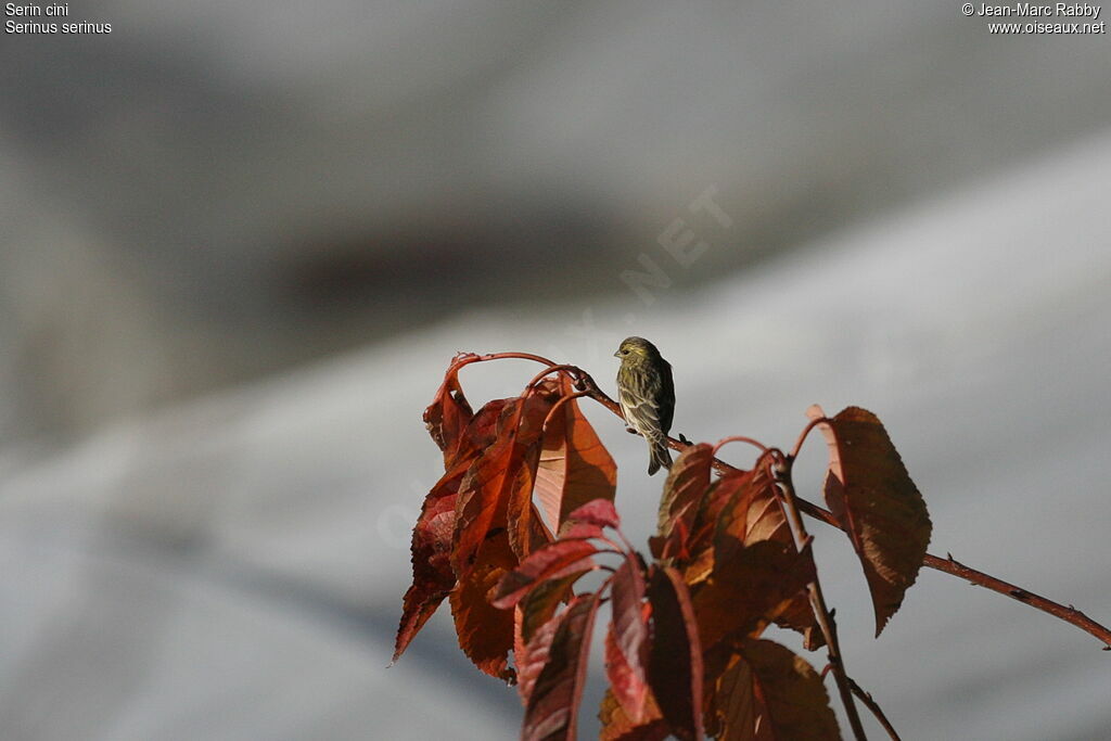 Serin ciniimmature, identification