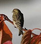 European Serin