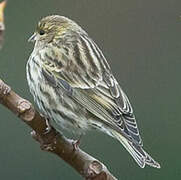 European Serin