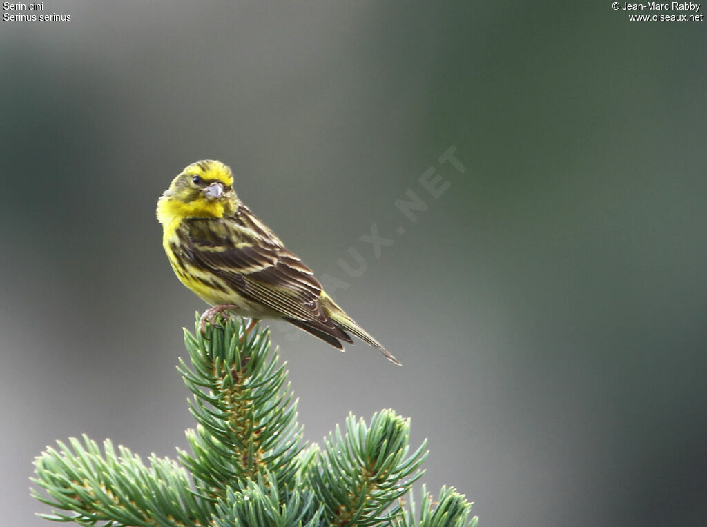 Serin cini, identification