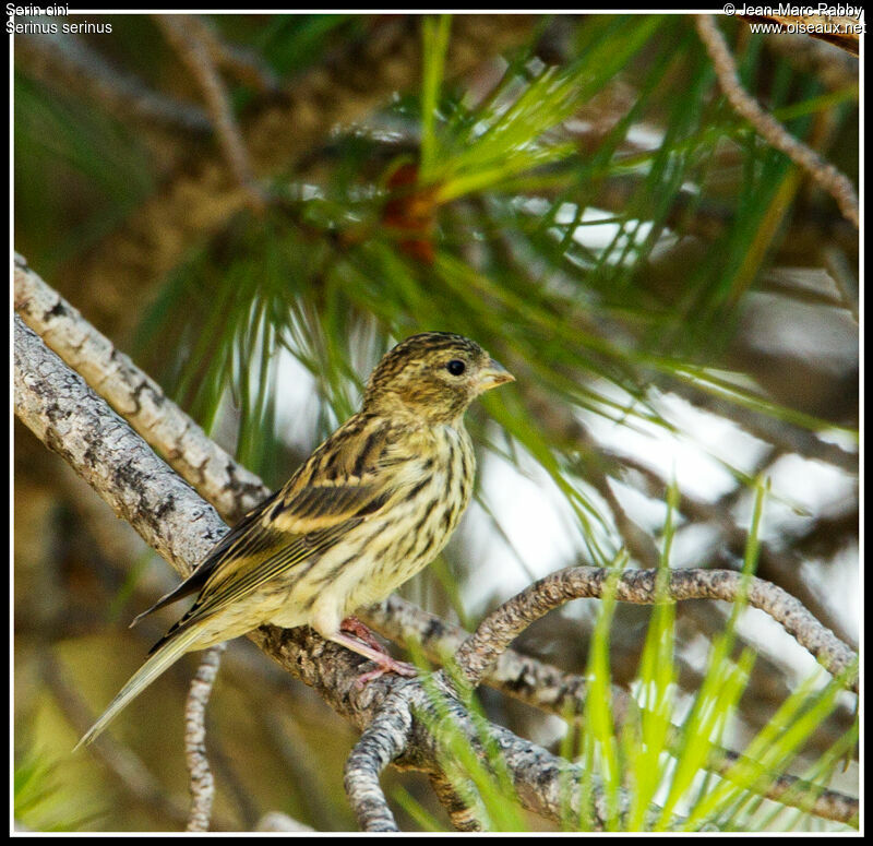 Serin cinijuvénile, identification