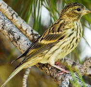 European Serin