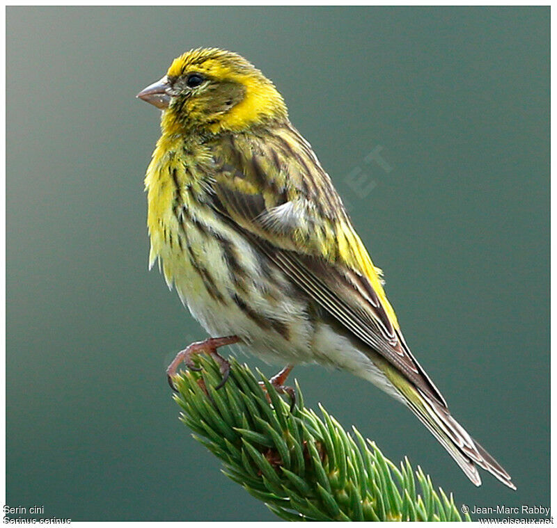 Serin ciniimmature, identification