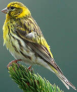 European Serin