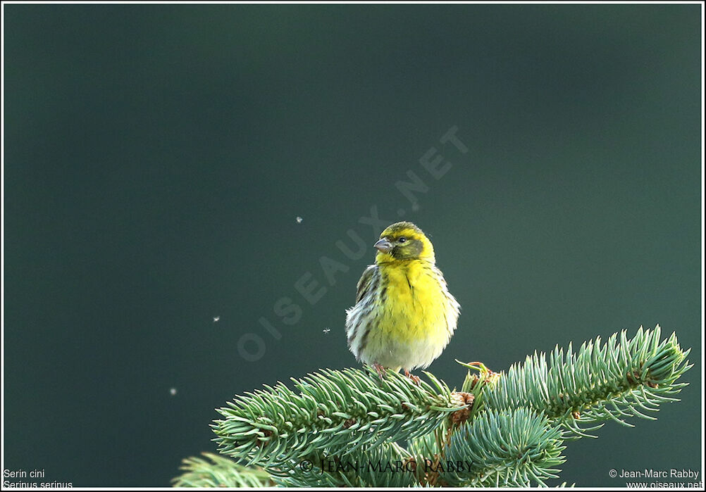 European Serin, identification