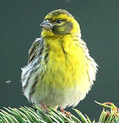 European Serin