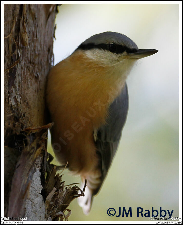 Eurasian Nuthatch, identification