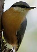 Eurasian Nuthatch