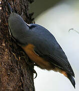 Eurasian Nuthatch