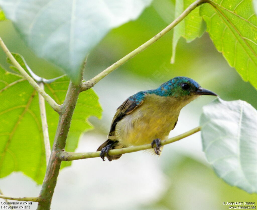 Collared Sunbird female