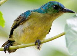 Collared Sunbird