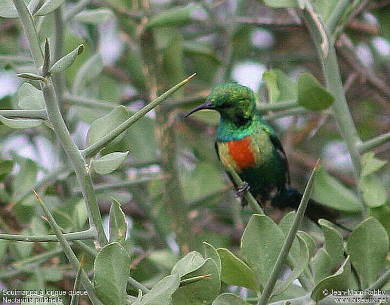 Beautiful Sunbird