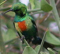 Beautiful Sunbird