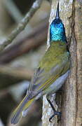 Green-headed Sunbird