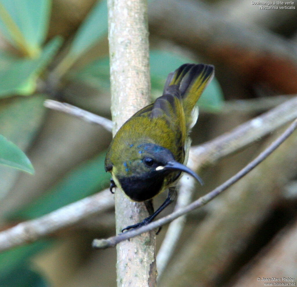 Green-headed Sunbird