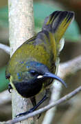 Green-headed Sunbird