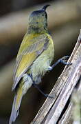 Green-headed Sunbird