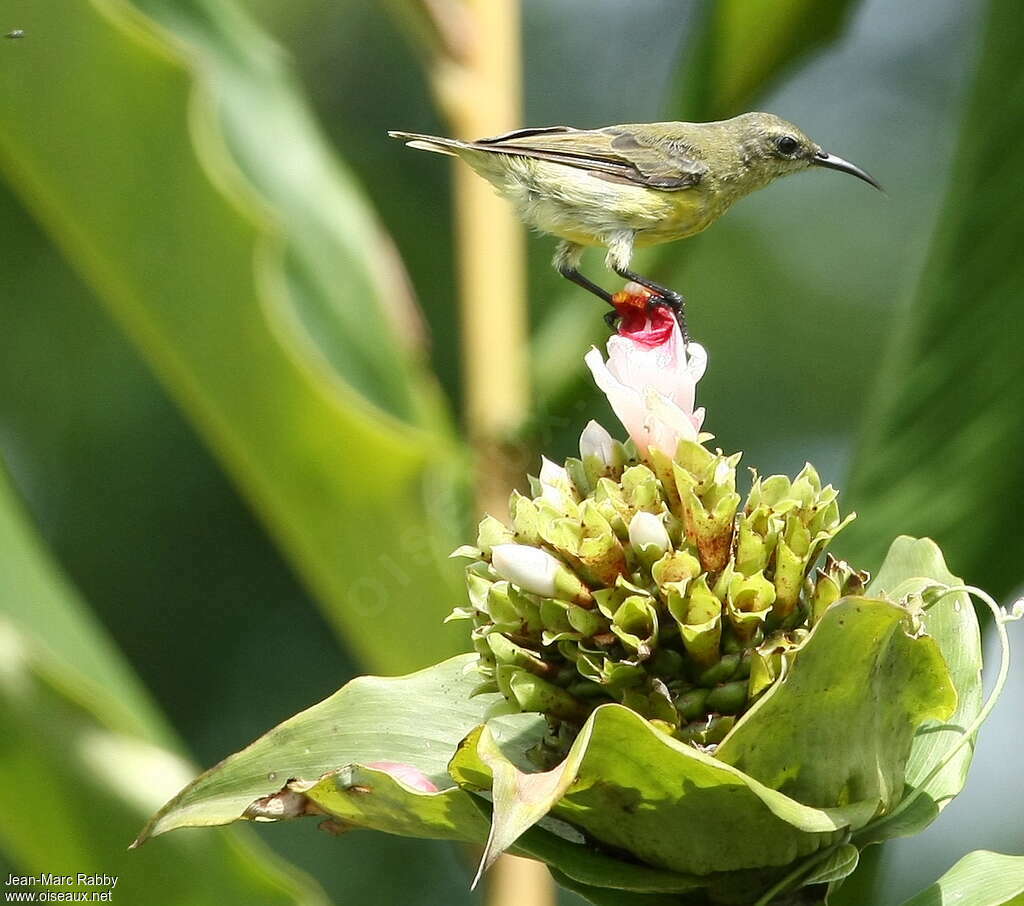 Olive-bellied Sunbird female adult, identification