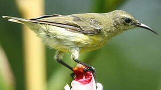 Olive-bellied Sunbird