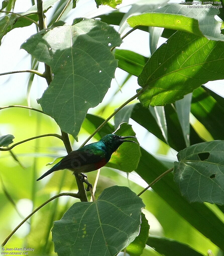 Olive-bellied Sunbird male