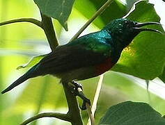 Olive-bellied Sunbird