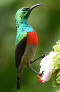 Olive-bellied Sunbird