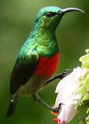 Olive-bellied Sunbird