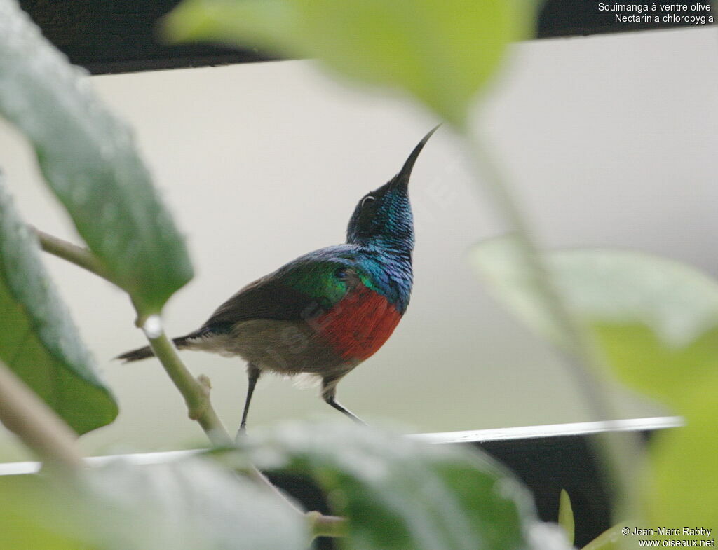 Olive-bellied Sunbird