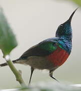 Olive-bellied Sunbird