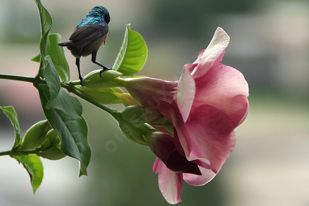 Olive-bellied Sunbird