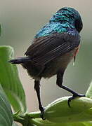 Olive-bellied Sunbird