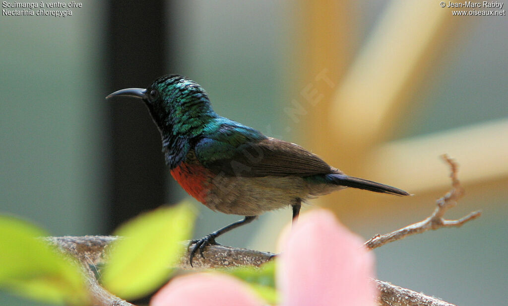 Olive-bellied Sunbird male, identification