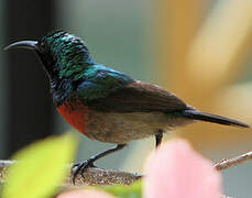 Olive-bellied Sunbird