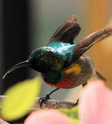 Olive-bellied Sunbird