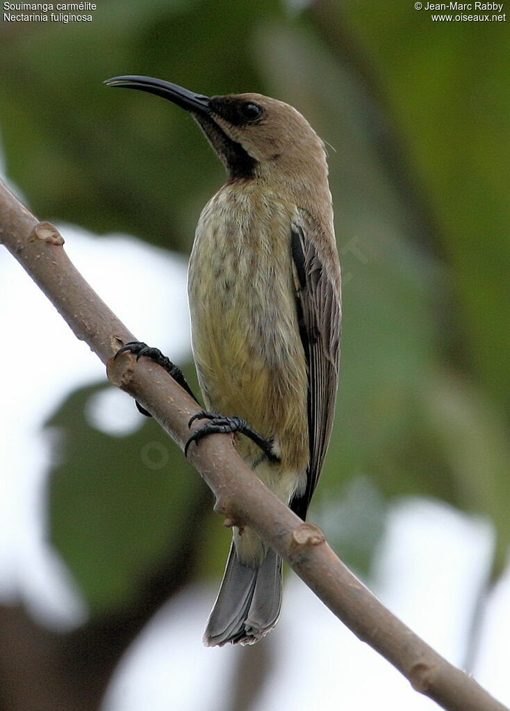 Carmelite Sunbird female