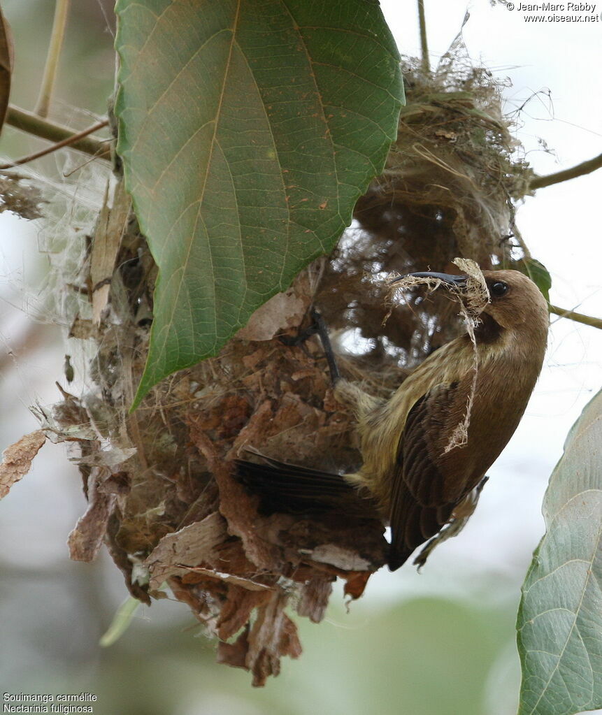 Carmelite Sunbird female