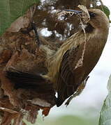 Carmelite Sunbird