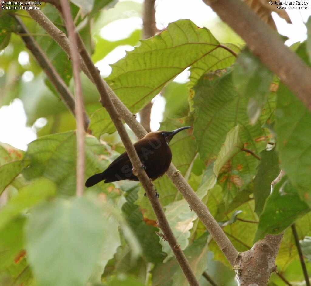 Carmelite Sunbird male