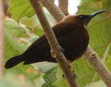 Carmelite Sunbird